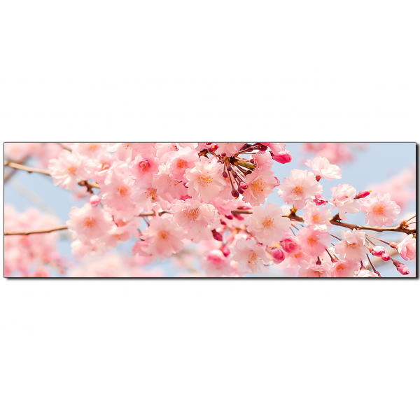 Obraz na plátně - Třešňový květ - panoráma